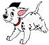 Dalmation