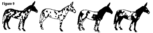 varying degrees of the Appaloosa mule pattern