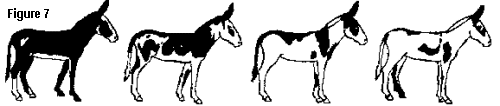 varying degrees of the Donkey Spot pattern