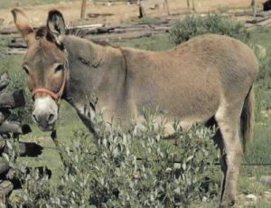 photo of grey dun donkey