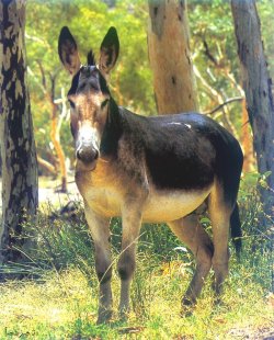 photo of an Irish donkey