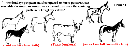 spotting in both the Longhorn and the Ass