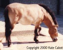 Przewalski stallion at Zoo