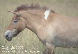 przewalski from The Wilds with white shoulder spot