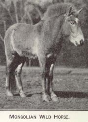 przewalski with white forehead star