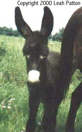 donkey foal face