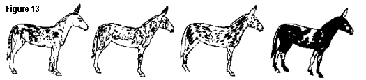 varying degrees of combined spot donk and appy mare skewing in the mule