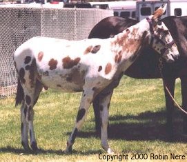 an appy patterned mule foal