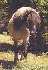 Example of an RECREATED Tarpan stallion