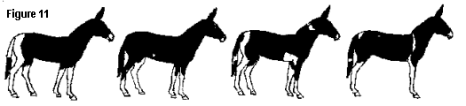 varying degrees of the Tobiano pattern in the mule