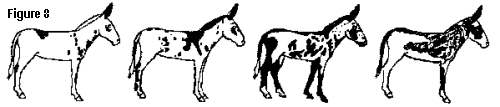 varying degrees of theTyger Spot Donkey pattern