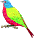 bird