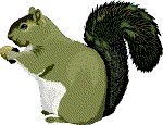 [squirrel]