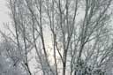 Snowy-Trees-Sky.jpg (115K)