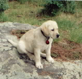 Atty - 9 weeks old