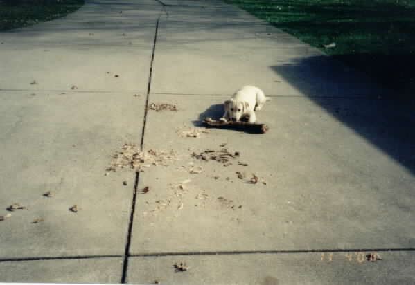 who needs a mulcher?