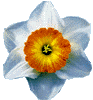 Daffodil