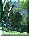 kanga.gif (8598 bytes)