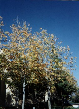 Note the blue sky and beautiful fall leaves!! Yes, this is Southern California!