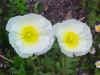 twowhiteflowers.jpg (57229 bytes)