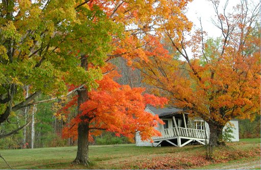 Autumn foliage, October 12th, 2001