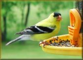 American Goldfinch guzzles thistle...