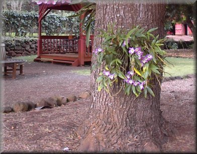 Orchids at Allerton National Tropical Botanical Garden, Kaua'i