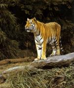 tiger-20.jpg (8491 bytes)