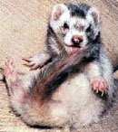 Click to meet Mikey the Ferret!!!