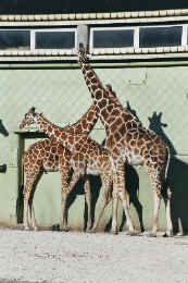 20030322410 blijdorp giraffes 2.jpg (111728 bytes)