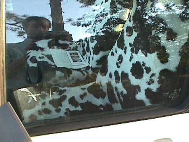 Cow Car