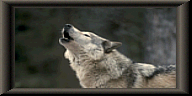 Wolf Blank Button