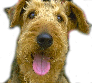 My Baby Irish Terrier