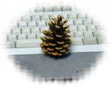 Pine cone