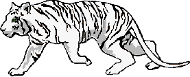 white tiger