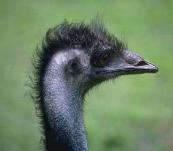 emu