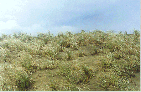 cj-grass.gif (111006 bytes)