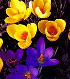 Crocus