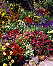 Various Flowers