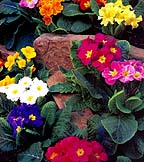 African Violets