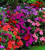 Impatiens