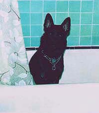 Shadow In Bathtub