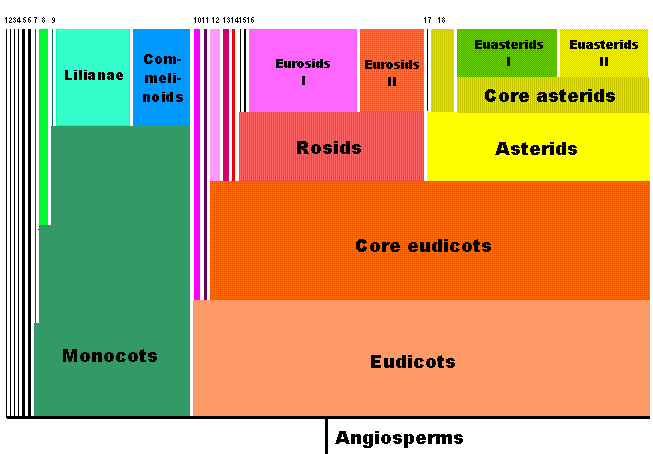 APG diagram