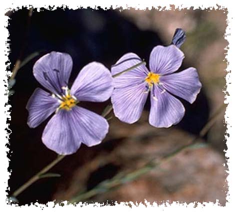 linum lewisii