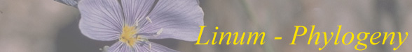 Linum banner