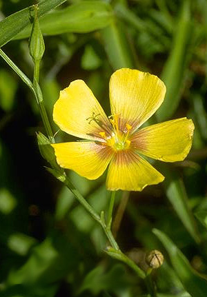 Linum rigidum