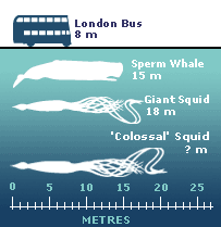 colossal squid