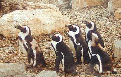 penguins