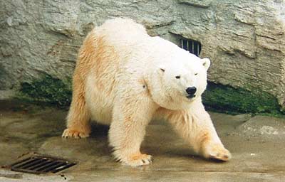 polar bear