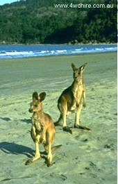 kangaroos